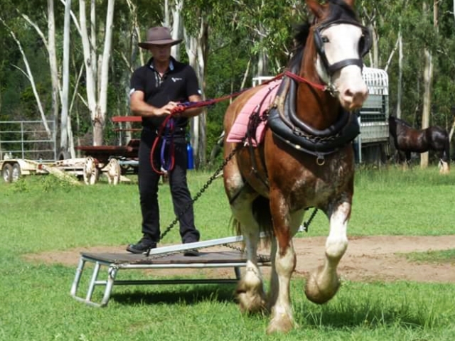 Horse Training - Drayhorse Shires Australia