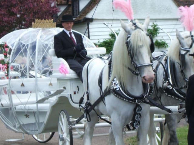 Cinderella Pumpkin Wedding Carriage HIre - Drayhorse Shires Australia