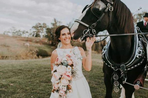 Drayhorse Shires Wedding Carriage Hire and Horses - Brisbane, Gold Coast