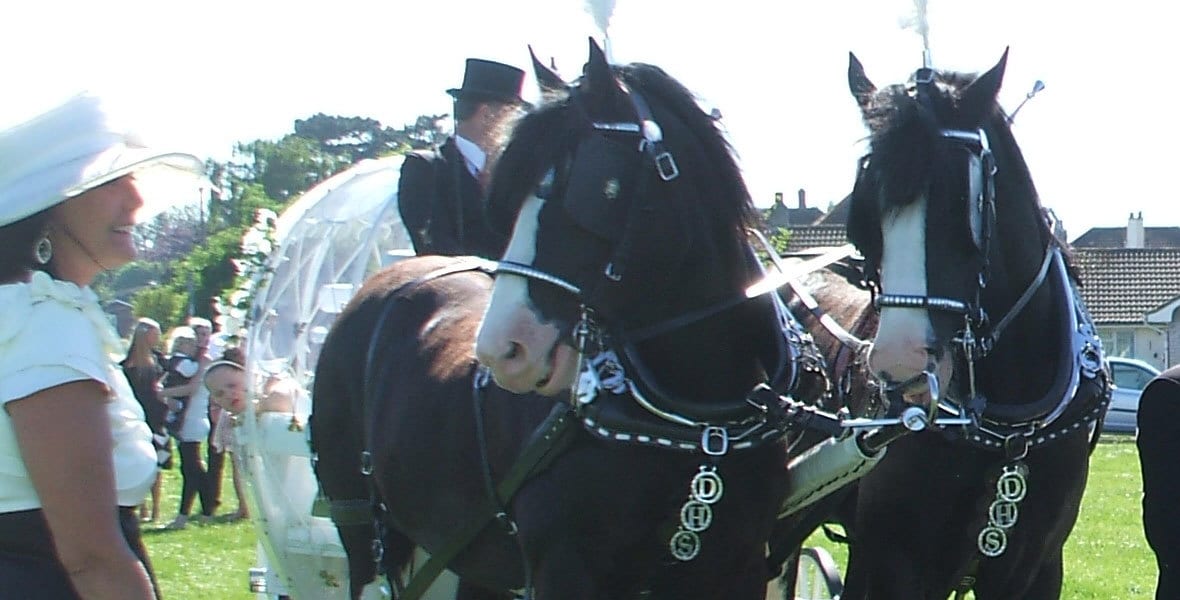 Drayhorse Shires, Horses and Carriages for hire, Brisbane, Gold Coast, Sunshine Coast