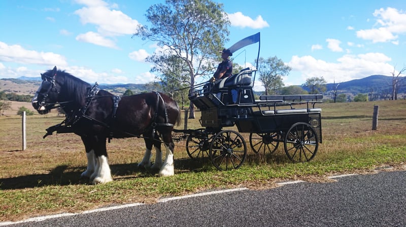 High Seat Trainer Header for your bridal party for up to 10 people. Drayhorse Shires, Brisbane, Gold Coast, Australia