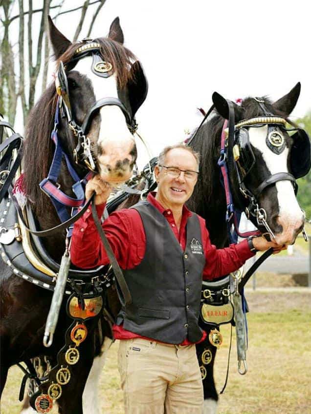 Shire Farm Horse and Cobb & Co Wagon Tours by Drayhorse Shires, Boonah Qld Queensland.