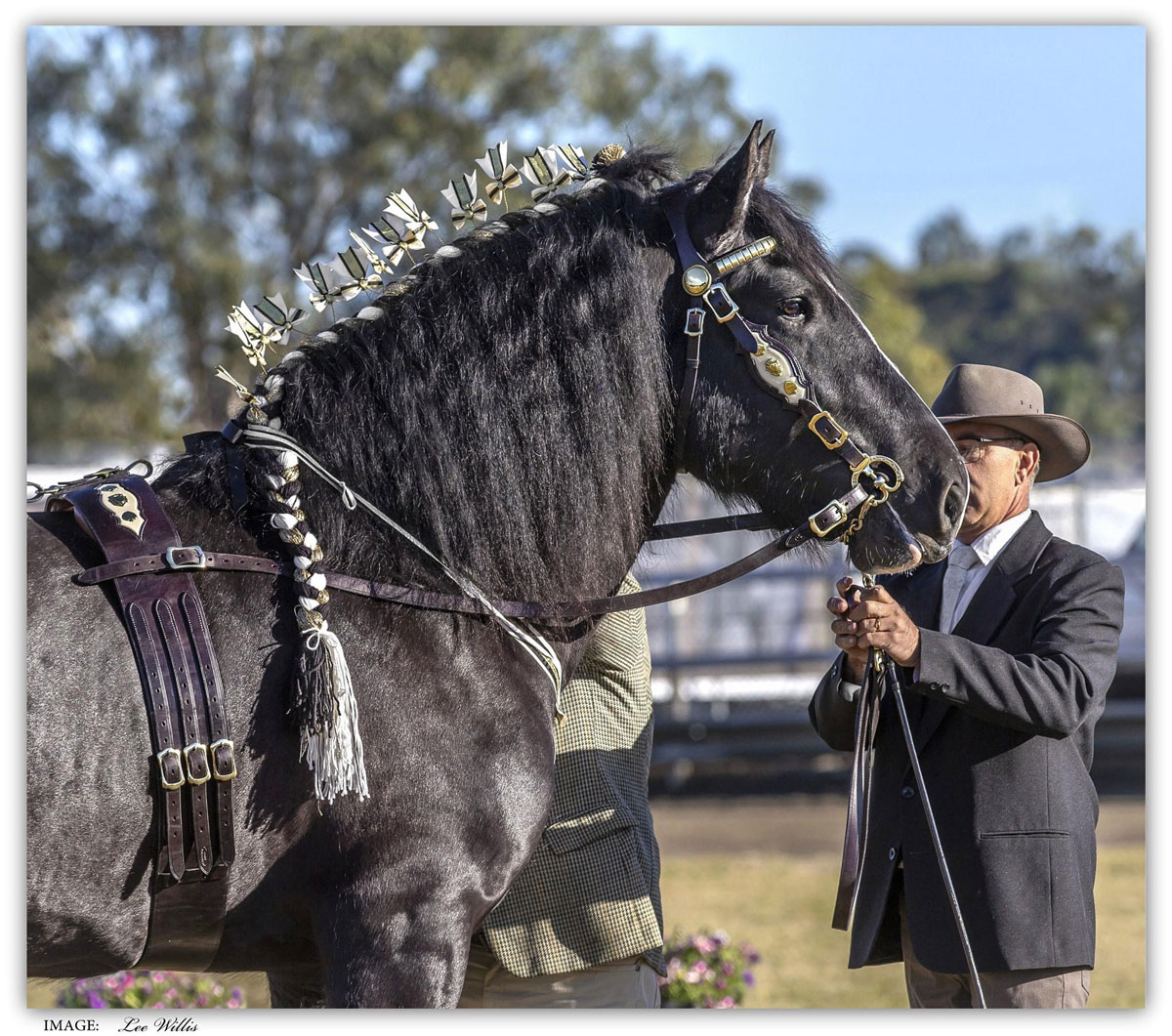Drayhorse King of Spades Uk and shire horse Society Australia fully approved black shire stallion King is sired by Ddrydwy drayhorse ace of spades Uk premium stallion.