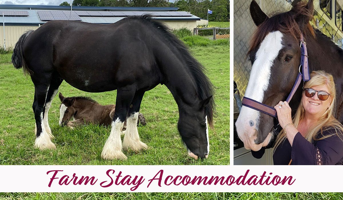 Shire Farm Stay Accommodation 4 bedroom luxury accommodation at Drayhorse Shires, Maroon in Boonah Qld.