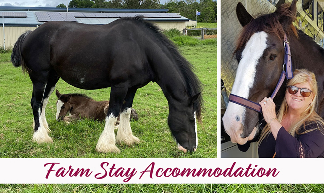 Shire Farm Stay Accommodation 4 bedroom luxury accommodation at Drayhorse Shires, Maroon in Boonah Qld.